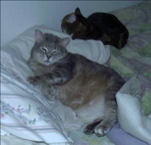 2 cats on bed; Size=240 x 240 pixels